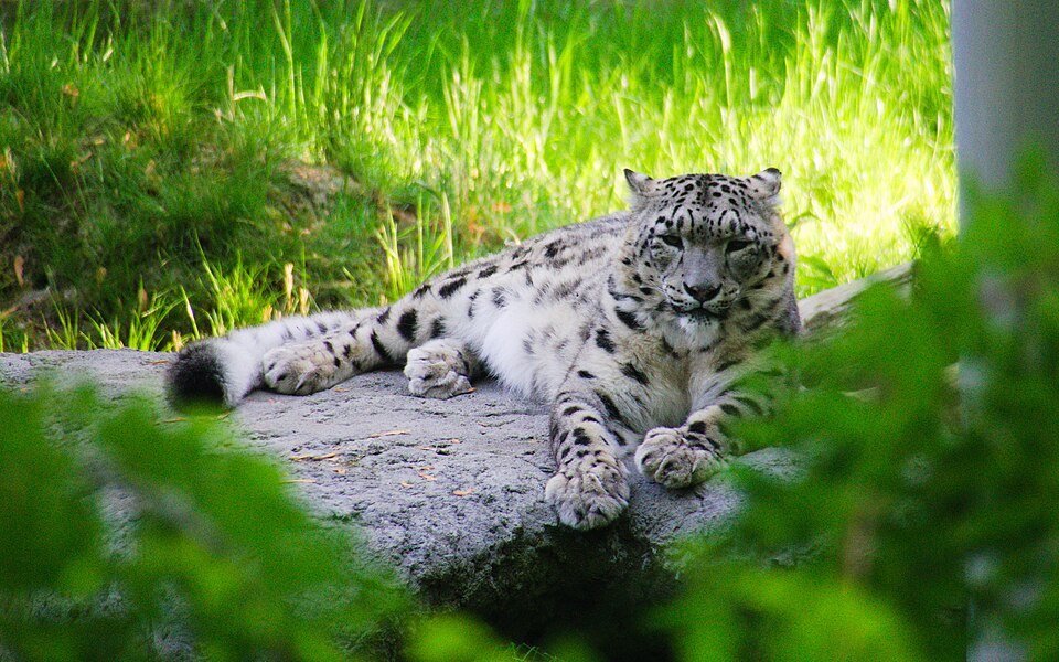 International Day of the Snow Leopard Commemorated Globally